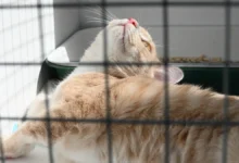 В Бирюлево прошла акция «Добрая елка для лапок» с подарками от Моспитомец v biryulevo proshla akcziya dobraya elka dlya lapok s podarkami ot mospitomecz-dmvv-ru-0