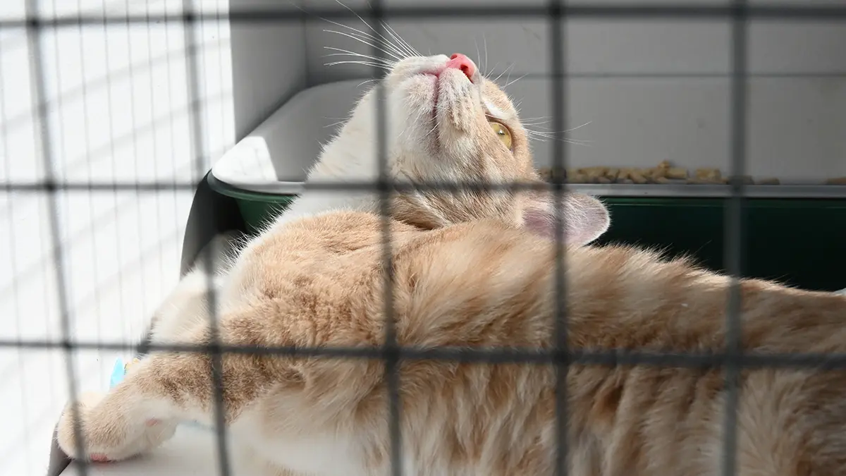 Участники акции «Добрая елка для лапок» передадут подарки питомцам из приюта