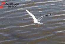 В Челябинске поисковая служба борется с нефтепродуктами в реке Миасс v chelyabinske poiskovaya sluzhba boretsya s nefteproduktami v reke miass-dmvv-ru-0