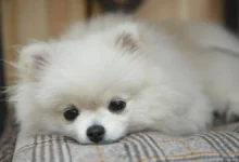 Юлия Лындина рассказывает о том, как «Моспитомец» помогает собакам yuliya lyndina rasskazyvaet o tom kak mospitomecz pomogaet sobakam-dmvv-ru-0