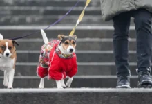 Александр Шувалов из центра «Метео» рассказал о зимнем обновлении Москвы aleksandr shuvalov iz czentra meteo rasskazal o zimnem obnovlenii moskvy-dmvv-ru-0