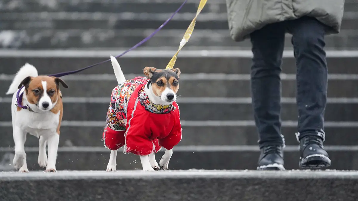Погода в Москве на 13 и 14 декабря