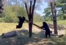 Андские медведи Койя и Рансиску радостно качаются на ветке в Зоопарке Куинса andskie medvedi kojya i ransisku radostno kachayutsya na vetke v zooparke kuinsa-dmvv-ru-0