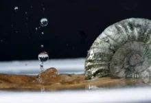 Доктор Али Абасс объясняет замену цемента в бетоне ракушками из университета doktor ali abass obyasnyaet zamenu czementa v betone rakushkami iz universiteta-dmvv-ru-0