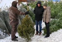 Илья Прокофьев из Мегамаркет рассказал, как выбрать лучшую елку ilya prokofev iz megamarket rasskazal kak vybrat luchshuyu elku-dmvv-ru-0