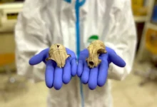 История Felis catus и путь домашних кошек из Северной Африки в Европу istoriya i put domashnih koshek iz severnoj afriki v evropu-dmvv-ru-0