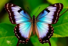 Китайские ученые раскрыли тайны структурной окраски чешуекрылых юрского периода kitajskie uchenye raskryli tajny strukturnoj okraski cheshuekrylyh yurskogo perioda-dmvv-ru-0