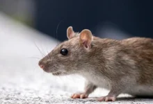 Крыса на борту самолета стала незабываемым приключением для пассажиров krysa na bortu samoleta stala nezabyvaemym priklyucheniem dlya passazhirov-dmvv-ru-0