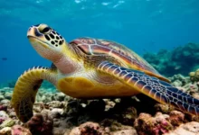 Морские черепахи удивили исследователей Океанариума Монтерей Бэй morskie cherepahi udivili issledovatelej okeanariuma monterej bej-dmvv-ru-0