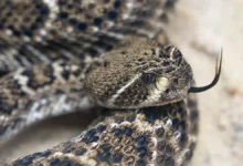 Мукеш Ваяд из Гуджарата спасает крысиную змею искусственным дыханием! mukesh vayad iz gudzharata spasaet krysinuyu zmeyu iskusstvennym dyhaniem-dmvv-ru-0