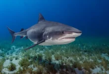 На Мальдивах россиянка в апреле столкнулась с акулой-нянькой и вышла победительницей na maldivah rossiyanka v aprele stolknulas s akulojnyankoj i vyshla pobeditelniczej-dmvv-ru-0