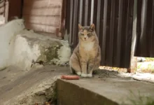 Напряжённые будни Волчанска, где ВСУ, «Ветер» и судьба Мишки связаны napryazhyonnye budni volchanska gde vsu veter i sudba mishki svyazany-dmvv-ru-0