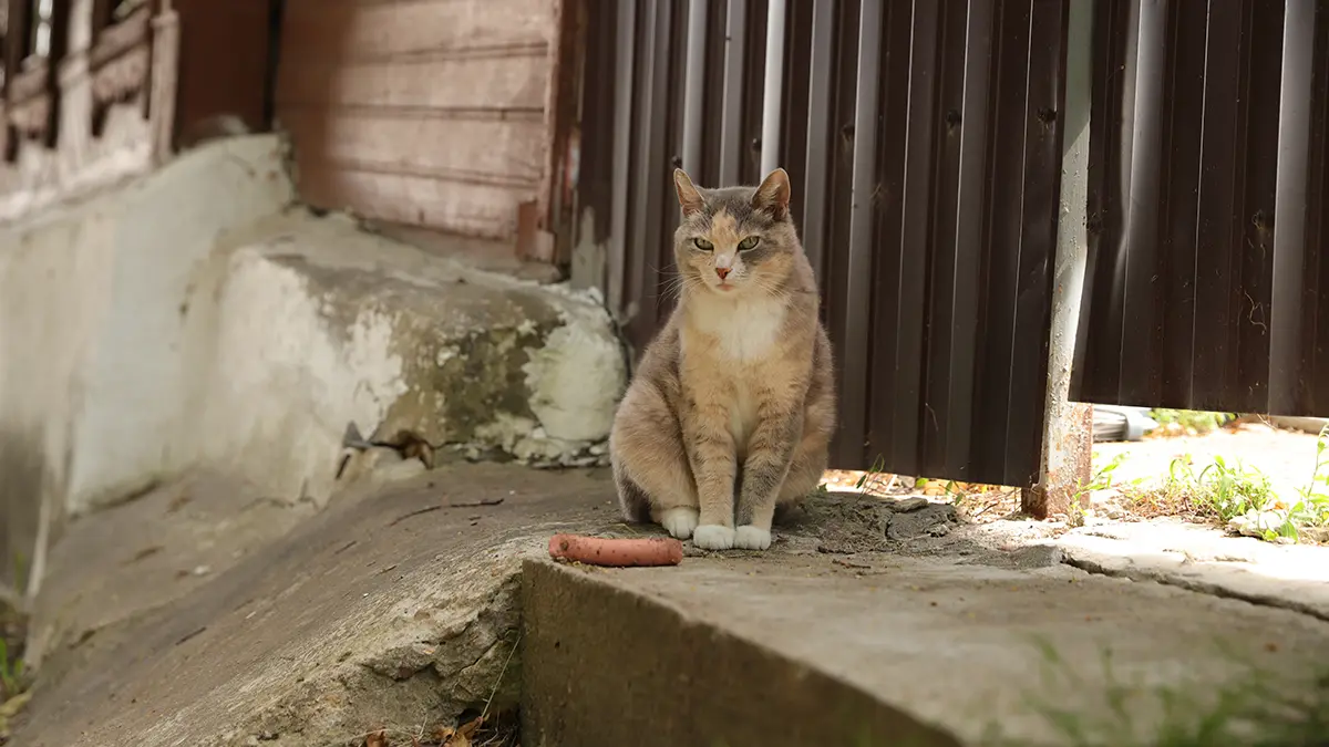 Позывной «Ветер»: Военные ВСУ в Волчанске убивали минами котов
