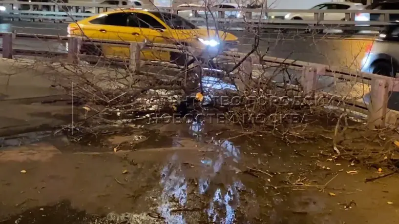 Сук дерева от ветра упал на прохожую на Автозаводской улице