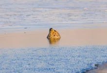 Примгидромет ожидает солнечные выходные во Владивостоке в 2025 году primgidromet ozhidaet solnechnye vyhodnye vo vladivostoke v 2025 godu-dmvv-ru-0