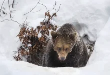 Пукалов констатирует ноябрьское залегание медведей в берлоги Подмосковья pukalov konstatiruet noyabrskoe zaleganie medvedej v berlogi podmoskovya-dmvv-ru-0