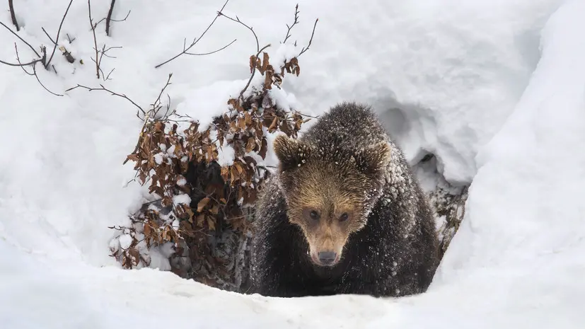 Эколог Пукалов: ещё в ноябре медведи в Подмосковье ушли к местам своей зимовки