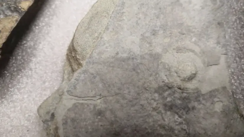 Пермскому музею передали в дар коллекцию древних окаменелых организмов