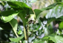 Такка Шантрье из Красной книги Китая цветет в Приморском океанариуме! takka shantre iz krasnoj knigi kitaya czvetet v primorskom okeanariume-dmvv-ru-0