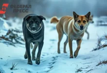 Татарстан принимает новый законопроект о безнадзорных собаках после трагедии tatarstan prinimaet novyj zakonoproekt o beznadzornyh sobakah posle tragedii-dmvv-ru-0