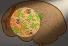 Университет Нагои исследует возможность остановки метастаз в мозге с помощью микроглии universitet nagoi issleduet vozmozhnost ostanovki metastaz v mozge s pomoshhyu mikroglii-dmvv-ru-0