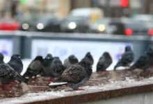 В Москве продлён желтый уровень гололедицы до 20 декабря при улучшении погоды v moskve prodlyon zheltyj uroven gololediczy do 20 dekabrya pri uluchshenii pogody-dmvv-ru-0