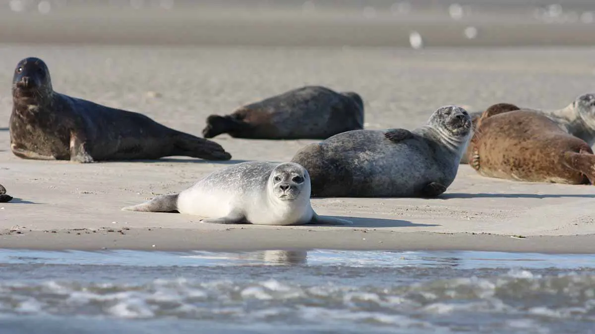 Более 480 туш мертвых тюленей нашли на побережье Каспийского моря в Дагестане