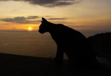 Фил вернулся: 250 км, семья Сыр, помощь Элен fil vernulsya 250 km semya syr pomoshh elen-dmvv-ru-0