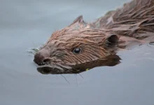 gigantskaya bobrovaya plotina v kanade vidna dazhe iz kosmosa-dmvv-ru-0