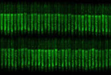 FOXO и DAF-16: C. elegans раскрывает секреты старения и диабета i 16 raskryvaet sekrety stareniya i diabeta-dmvv-ru-0