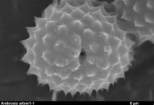 Ночное освещение и световое загрязнение — вызовы для аллергиков nochnoe osveshhenie i svetovoe zagryaznenie vyzovy dlya allergikov-dmvv-ru-0