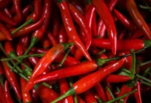 Острый перец и красная икра способны поддержать мужское здоровье ostryj perecz i krasnaya ikra sposobny podderzhat muzhskoe zdorove-dmvv-ru-0