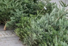 Рослесхоз рассказал о безопасной утилизации ёлок после праздников rosleshoz rasskazal o bezopasnoj utilizaczii yolok posle prazdnikov-dmvv-ru-0