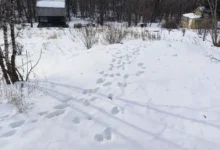 Тигр в СНТ «Заря» — центр «Амурский тигр» и Приморье вместе tigr v snt zarya czentr amurskij tigr i primore vmeste-dmvv-ru-0