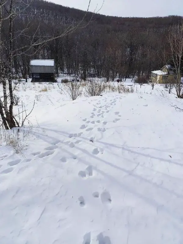 Тигр вышел к дачному посёлку в Приморье пресс-служба Центра "Амурский тигр"