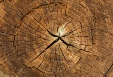 Умные окна нового поколения: инновации Конджу, PDLC и бальсовое дерево umnye okna novogo pokoleniya innovaczii kondzhu i balsovoe derevo-dmvv-ru-0