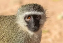 Верветки в Сент-Луисе и нейросети мешают их поиску vervetki v sentluise i nejroseti meshayut ih poisku-dmvv-ru-0