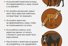 Владимир Бурматов в Госдуме: Дикие звери не должны страдать от людей vladimir burmatov v gosdume dikie zveri ne dolzhny stradat ot lyudej-dmvv-ru-0