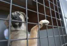 Волонтеры и полиция рассказывают о новых надеждах для приютов в Перми volontery i policziya rasskazyvayut o novyh nadezhdah dlya priyutov v permi-dmvv-ru-0