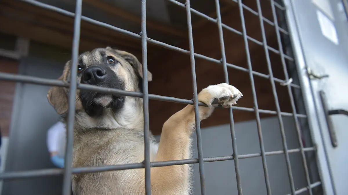 Приют с десятками истощенных и мертвых собак обнаружили в Перми