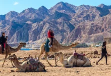 Доверять ли частным гидам в Египте: правовые нюансы для туристов doveryat li chastnym gidam v egipte pravovye nyuansy dlya turistov-dmvv-ru-0