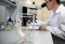 ИЦиГ СО РАН и ГНЦ ВБ «Вектор» используют вирус Зика против опухолей iczig so ran i gncz vb vektor ispolzuyut virus zika protiv opuholej-dmvv-ru-0