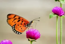 iDiv: как соцсети помогают изучать биоразнообразие kak soczseti pomogayut izuchat bioraznoobrazie-dmvv-ru-0