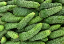 По мнению Юлии Оглоблиной, весна стабилизирует цены на огурцы po mneniyu yulii ogloblinoj vesna stabiliziruet czeny na ogurczy-dmvv-ru-0