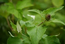 Уникальные лактоны из Кыст-Аль-Хинди одолевают Candida и S. mutans unikalnye laktony iz kystalhindi odolevayut i -dmvv-ru-0