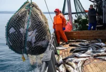 Зверев рассказал о цифровых стандартах для ВАРПЭ и Росрыболовства zverev rasskazal o czifrovyh standartah dlya varpe i rosrybolovstva-dmvv-ru-0