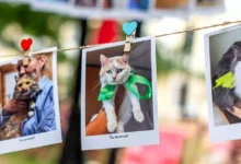 Активный гражданин выберет амбассадора Моспитомца весны aktivnyj grazhdanin vyberet ambassadora mospitomcza vesny-dmvv-ru-0