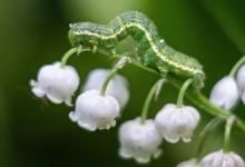 Алексей Филин объяснил, почему ландыш и лилия могут быть опасны aleksej filin obyasnil pochemu landysh i liliya mogut byt opasny-dmvv-ru-0