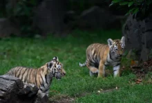 Амурские тигрята Уссури и Таёжка нашли имена в Московском зоопарке amurskie tigryata ussuri i tayozhka nashli imena v moskovskom zooparke-dmvv-ru-0