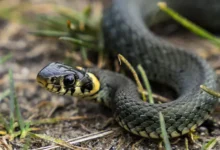 kunczevo moskvichi ulybnulis uvidev miniatyurnuyu zmeyu-dmvv-ru-0